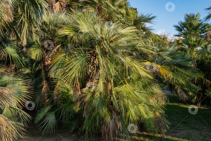 Скачать Красивая многоствольная пальма Chamaerops humilis, европейская веерная или средиземноморская карликовая пальма, окруженная вечнозелеными деревьями. Выборочный фокус. Ландшафтный парк города Сочи в лучах солнца на закате. фотосток Ozero