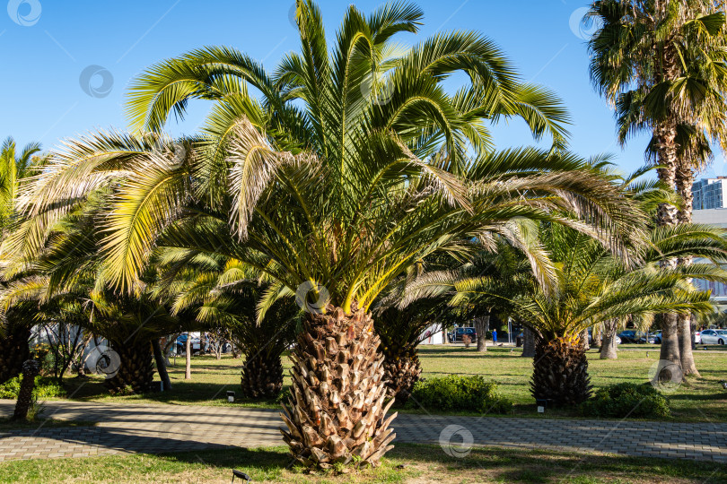 Скачать Красивые пальмы Канарских островов Финиковые пальмы (Phoenix canariensis) в кооперативном парке недалеко от Сочинского морского торгового порта. Роскошные листья на фоне голубого неба. фотосток Ozero