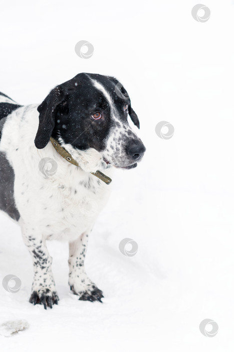 Скачать Зимняя сторожевая собака фотосток Ozero