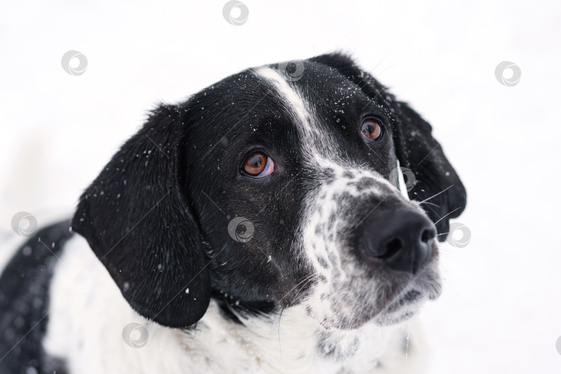 Скачать Задумчивая собака в снегу фотосток Ozero
