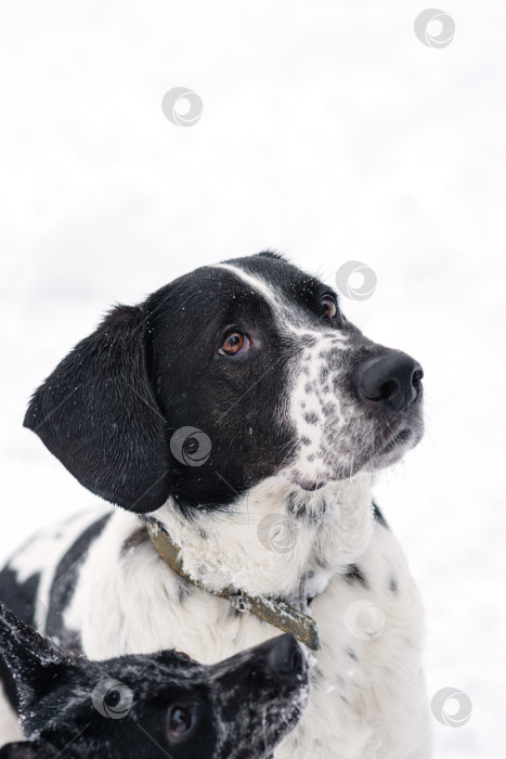 Скачать Запорошенный снегом портрет собаки фотосток Ozero