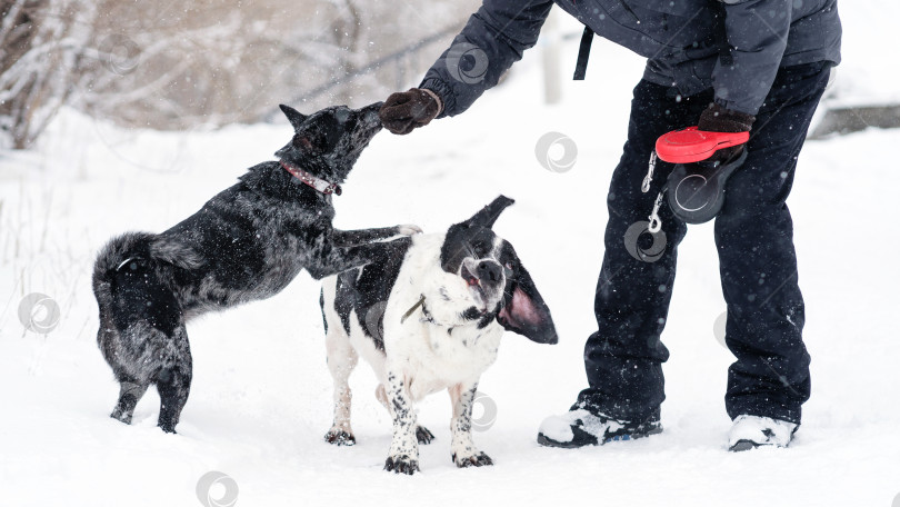 Скачать Игры и дрессировка снежной собаки фотосток Ozero