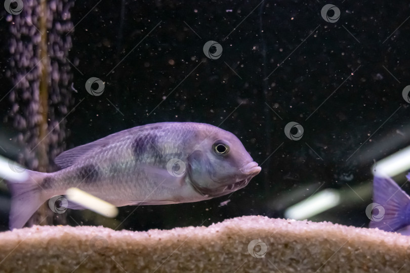 Скачать Синяя рыбка в темной воде аквариума фотосток Ozero