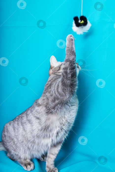Скачать Портрет серой кошки с желтыми глазами на синем фоне фотосток Ozero