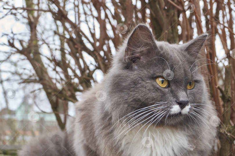 Скачать Кошка гуляет во дворе дома. фотосток Ozero
