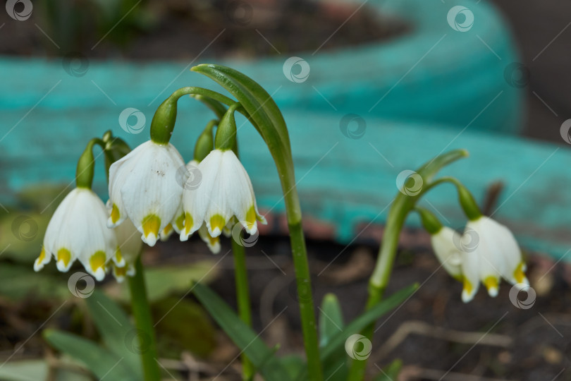 Скачать Весенняя снежинка распускается. фотосток Ozero