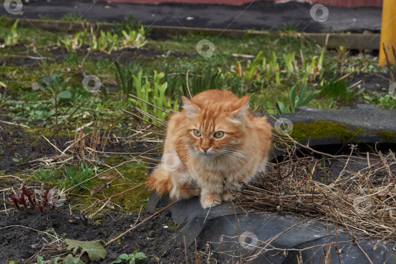 Скачать Бездомный кот гуляет по двору дома. фотосток Ozero