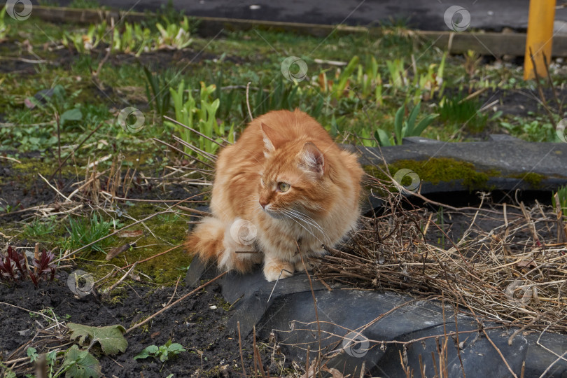 Скачать Бездомный кот гуляет по двору дома. фотосток Ozero