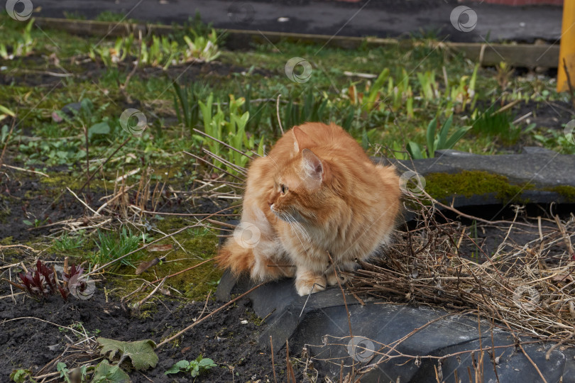 Скачать Бездомный кот гуляет по двору дома. фотосток Ozero