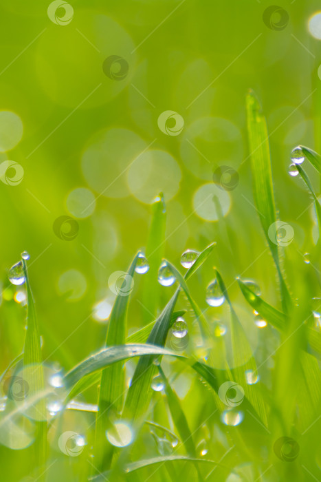 Скачать Утренняя роса на весенней зеленой траве, капельки воды фотосток Ozero