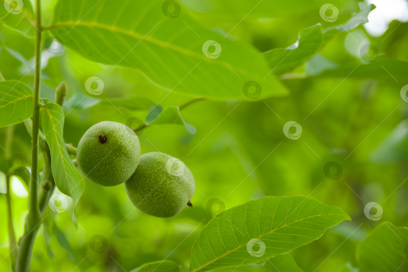 Скачать Зеленые плоды грецкого ореха, висящие на дереве среди листвы фотосток Ozero