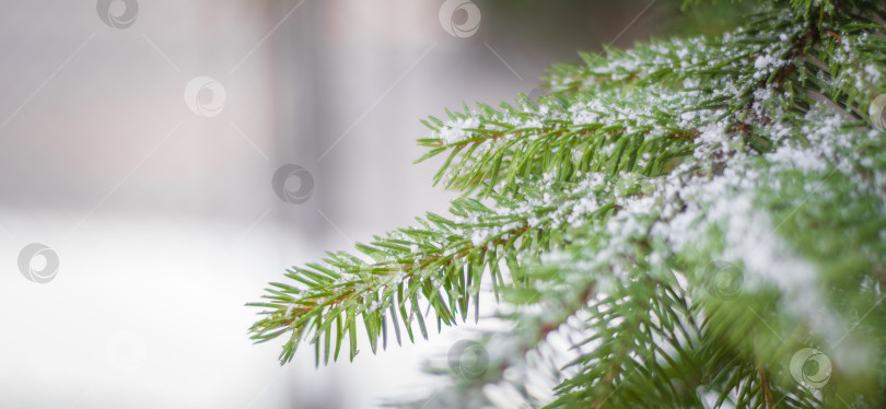 Скачать Снег на ветвях рождественской елки тает под лучами весеннего солнца фотосток Ozero