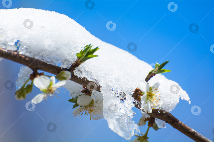 Скачать Весенние заморозки, цветущие абрикосовые деревья, яблони под снегом. фотосток Ozero