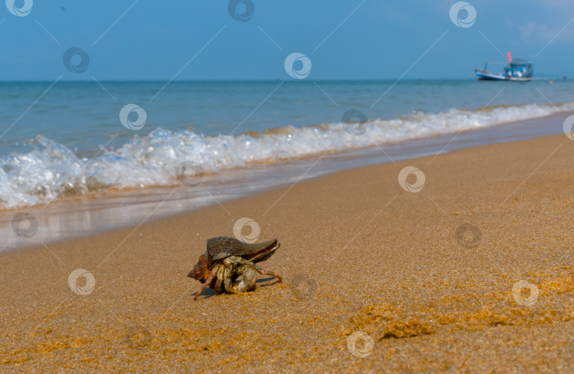 Скачать Рак-отшельник на песчаном морском берегу бежит к воде фотосток Ozero