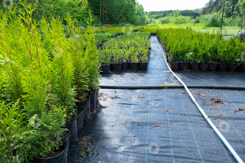 Скачать Питомник хвойных растений в горшках с закрытой корневой системой для посадки на вашем садовом участке. фотосток Ozero