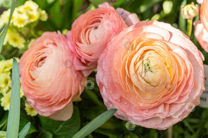 Скачать Лютик азиатский, или садовый лютик Ranunculus asiaticus фотосток Ozero