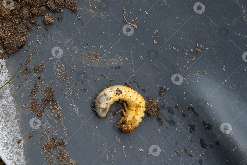 Скачать Личинка подземного вредителя огорода - кротового сверчка. Крупный план на земле. фотосток Ozero