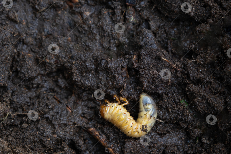 Скачать Личинка подземного вредителя огорода - кротового сверчка. Крупный план на земле. фотосток Ozero