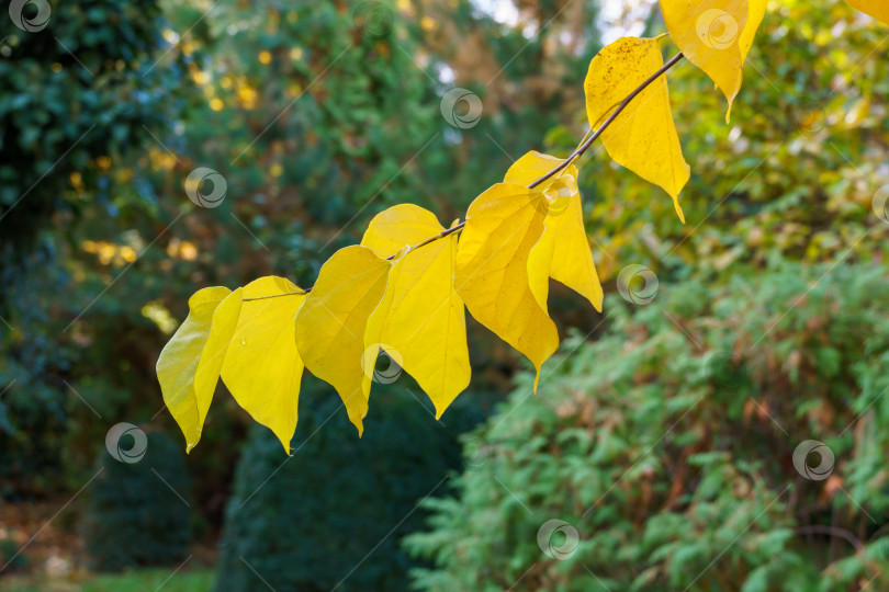 Скачать Крупный план желтых листьев красноплодки восточной, или Cercis canadensis. Золотые осенние листья иудиного дерева на размытом зеленом фоне. Выборочный фокус. Место для вашего текста фотосток Ozero