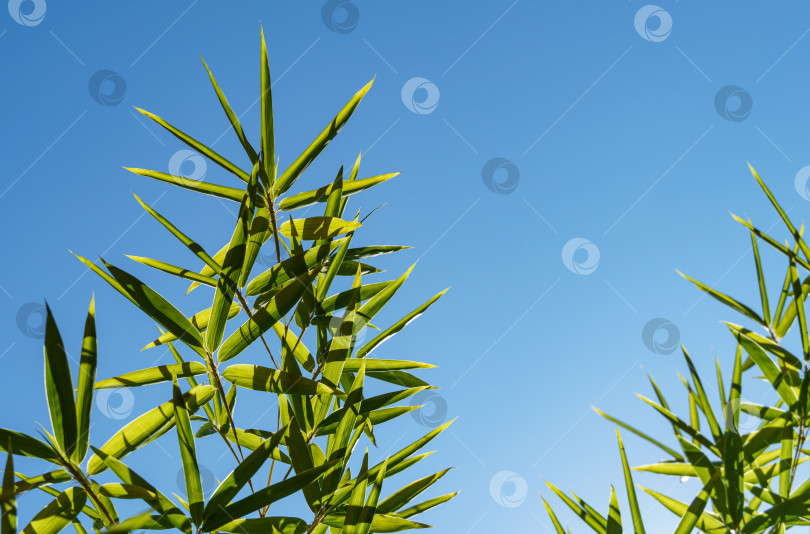 Скачать Зеленые листья бамбука Phyllostachys aureosulcata. Вечнозеленое изящное растение на фоне ярко-голубого неба. Прекрасная тема для любого дизайна. Избирательный фокус фотосток Ozero