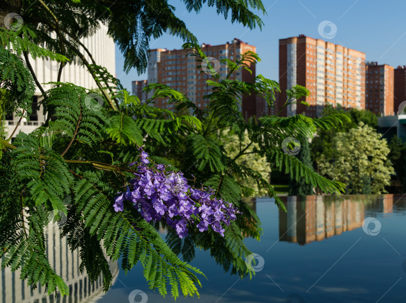 Скачать Фиолетовые цветы на ветке джакаранды (Jacaranda mimosifolia) отражаются вместе со зданиями в водной глади. Первые цветущие деревья джакаранды в общественном ландшафтном парке "Краснодар" или "Галицкий" в июне 2021 года фотосток Ozero