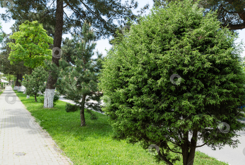 Скачать Сформированный можжевельник Juniperus communis. Тенистая улица села Архипо-Осиповка с красивыми старыми деревьями, сформированными соснами и можжевельником. Спокойный черноморский курорт в Краснодарском крае. фотосток Ozero