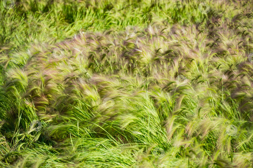 Скачать Крупный план разноцветного ячменя лисохвоста (Hordeum jubatum), бобтейла или белохвоста ячменя в солнечный день. Лужайка с пушистой травой ячменя в общественном ландшафтном городском парке Краснодара или Галицкого. фотосток Ozero