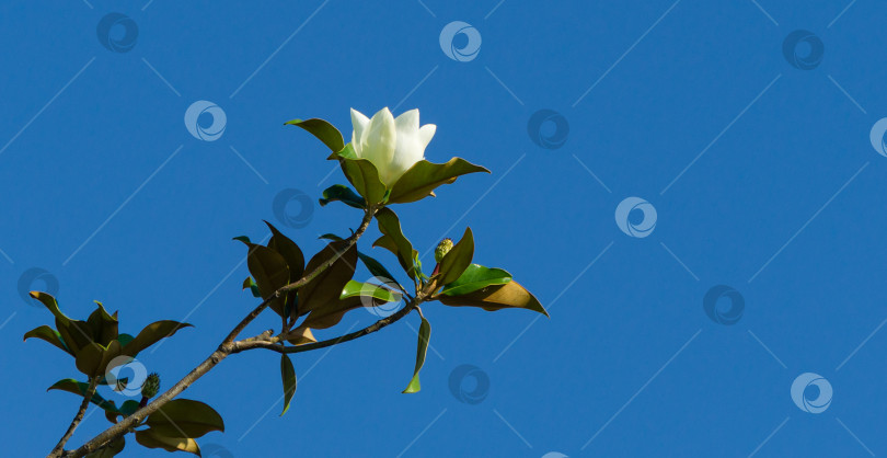 Скачать Крупный белый ароматный цветок вечнозеленой южной магнолии (Magnolia Grandiflora) на фоне голубого неба в городском парке Краснодара. Цветущая магнолия в общественном ландшафте "Парк Галицкого" с копировальным пространством фотосток Ozero