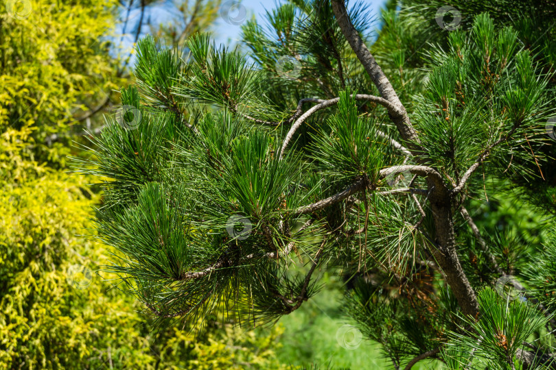 Скачать Pinus radiata, сосна Монтерея или сосна инсигнис. Ветви сосны крупным планом. Солнечный день в весеннем дендрарии Парка южных культур в Сириусе (Адлер), Сочи. фотосток Ozero