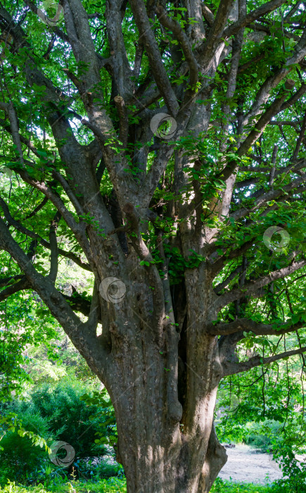 Скачать Старое красивое дерево Parrotia persica или персидское железное дерево в весеннем дендрарии Парка южных культур в Сириусе (Адлер) Сочи. Попугай с множеством ветвей и пышной листвой. Концепция природы фотосток Ozero