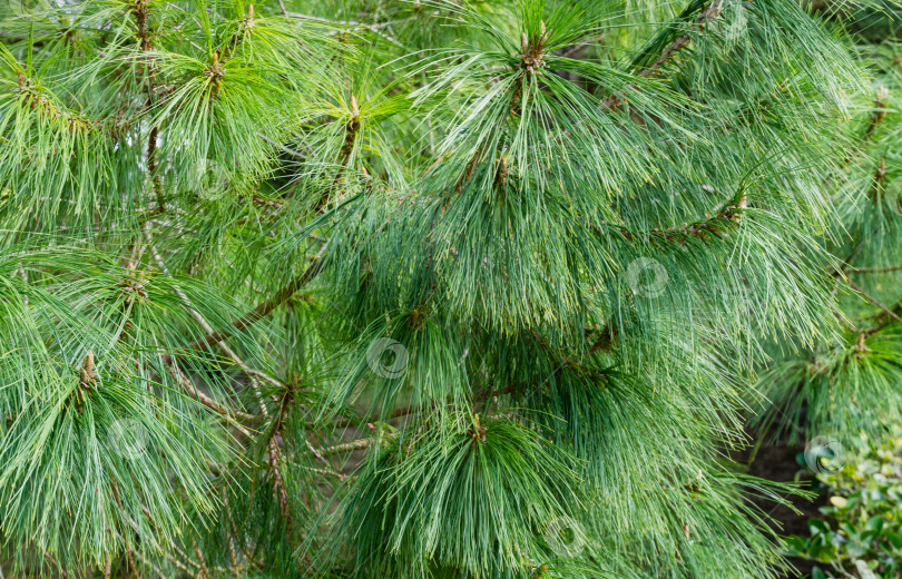 Скачать Красивая сосна Pinus leiophylla schiede с тонкими шелковистыми длинными иглами. Крупный план ветви вечнозеленого дерева в солнечный весенний день в дендрарии Парка южных культур в Сириусе (Адлер). фотосток Ozero