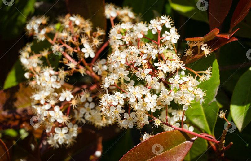 Скачать Крупным планом красивые белые соцветия кустарника Photinia fraseri 'Red Robin' с красными и зелеными листьями. Декоративный цветущий кустарник на курорте Сочи Адлер. Фон концепции природы фотосток Ozero