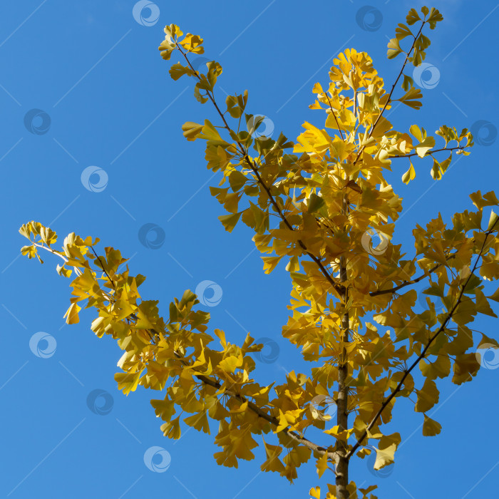 Скачать Дерево гинкго (гинкго билоба), известное как гинкго или гингко с желтыми и золотыми листьями на фоне голубого неба. Золотая листва для концепции природы фотосток Ozero