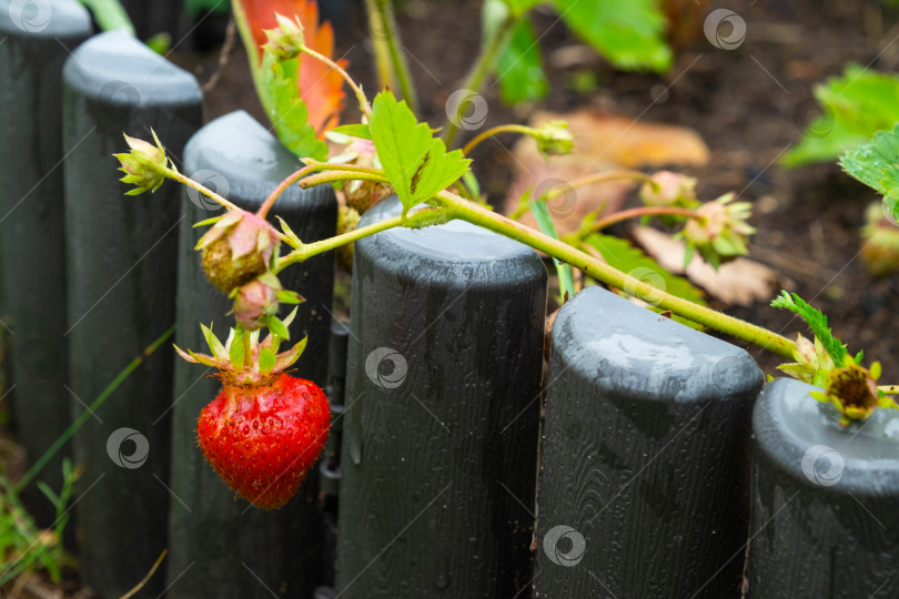 Скачать Спелая и сочная ягода клубники на грядке в вашем саду. Экологически чистая ягода, выращенная фермером летом в деревне, урожай фотосток Ozero