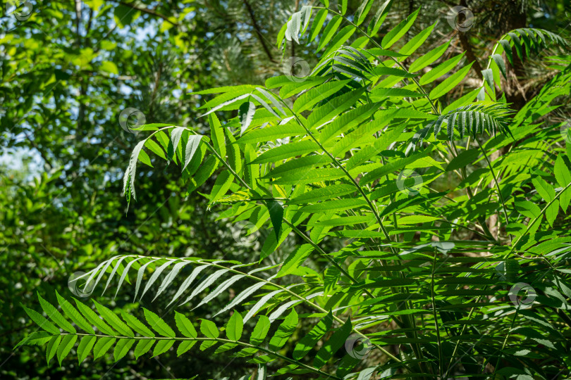 Скачать Множество красивых ажурных молодых ярко-зеленых листьев Rhus typhina (сумаха рогатого, Anacardiaceae) на зеленом размытом фоне. Замечательная концепция естественного дизайна фотосток Ozero