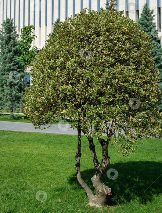 Скачать Рождественский остролист ilex aquifolium Argentea Marginata в общественном ландшафтном городском парке "Галицкий" на фоне стадиона "Краснодар". Краснодар, Россия - 18 июня 2021 г. фотосток Ozero