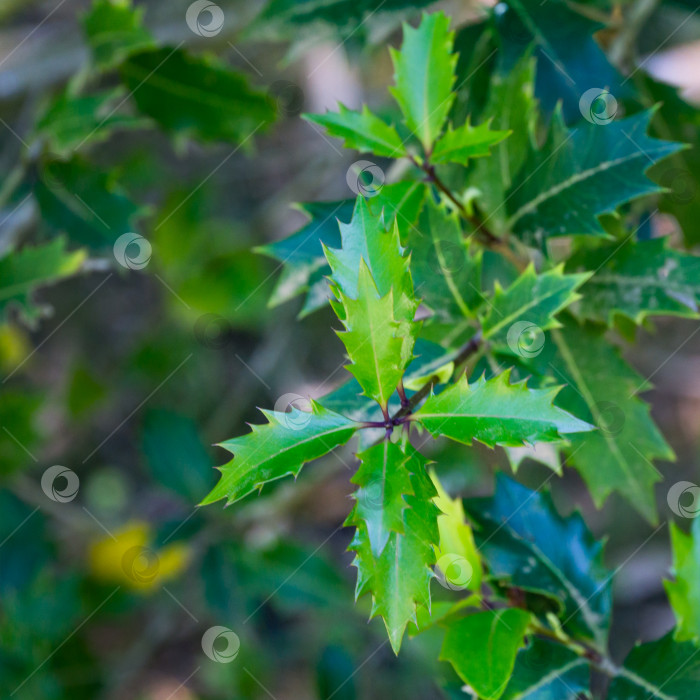 Скачать Osmanthus heterophyllus, известный как остролистный османтус, оливковый или ложнолистный остролист в весеннем дендрарии Парка южных культур в Сириусе (Адлер) Сочи. Зеленые листья крупным планом. Избирательный фокус. фотосток Ozero