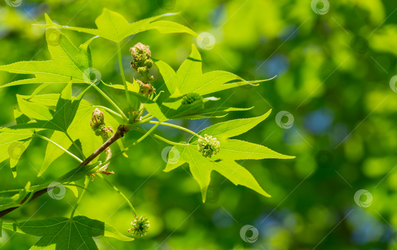 Скачать Зеленые семена с цветами и молодыми листьями Liquidambar styraciflua, янтарного дерева на размытом фоне сада в весенний день. Концепция природы для дизайна. Выборочный фокус фотосток Ozero