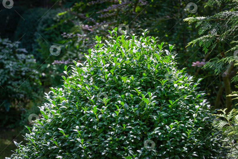 Скачать Самшит Buxus sempervirens или европейский самшит в ландшафтном саду. Кусты самшита Buxus sempervirens со светло-зелеными молодыми листьями. Место для вашего текста. фотосток Ozero