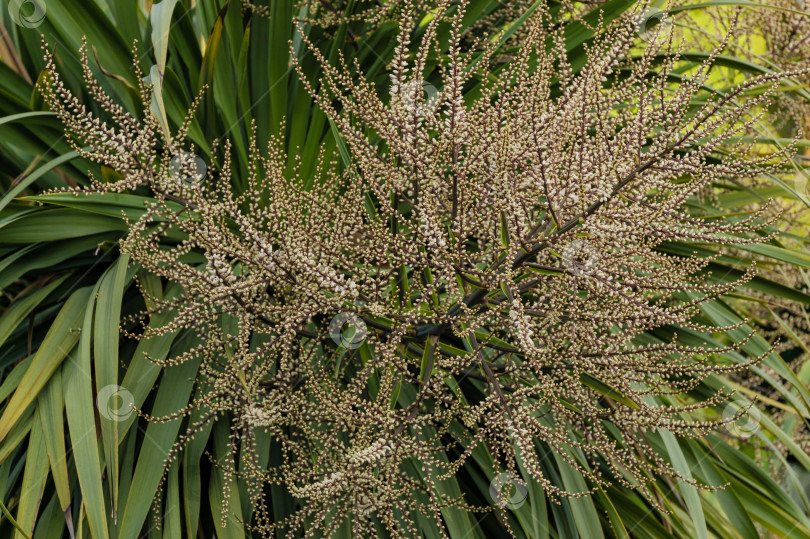 Скачать Цветущий Cordyline australis, широко известный как капустное дерево или капустная пальма. Крупный план белого соцветия с бутонами пальмы Cordyline australis на курорте Сочи. Место для текста фотосток Ozero