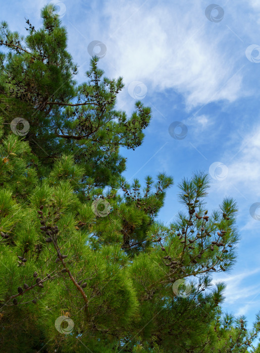 Скачать Пицундская сосна (Pinus brutia pityusa) разновидность калабрийской или турецкой сосны (Pinus brutia) на набережной Геленджика. Крупный план пышной кроны на фоне голубого неба фотосток Ozero