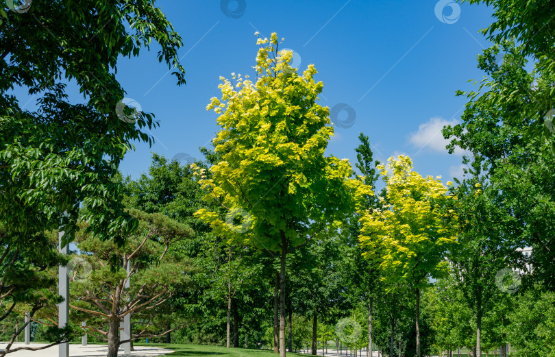 Скачать Пейзаж с кленом остролистным (Acer platanoides) Принстон Голд с яркими листьями в общественном ландшафтном городском парке "Краснодар" или "Парк Галицкого". фотосток Ozero