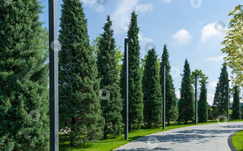 Скачать Ряды подстриженных аризонских кипарисов (Cupressus arizonica) "Голубой лед" в общественном ландшафтном парке "Краснодар" или "Парк Галицкого".. Красивая аллея для релаксации и отдыха. фотосток Ozero