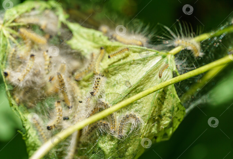 Скачать Гусеницы американской белой бабочки (Hyphantria cunea, осенний паутинный червь) карантинный вредитель на листьях. Оплетение деревьев паутиной личинками. Лист под прозрачной паутиной. Избирательный фокус. фотосток Ozero