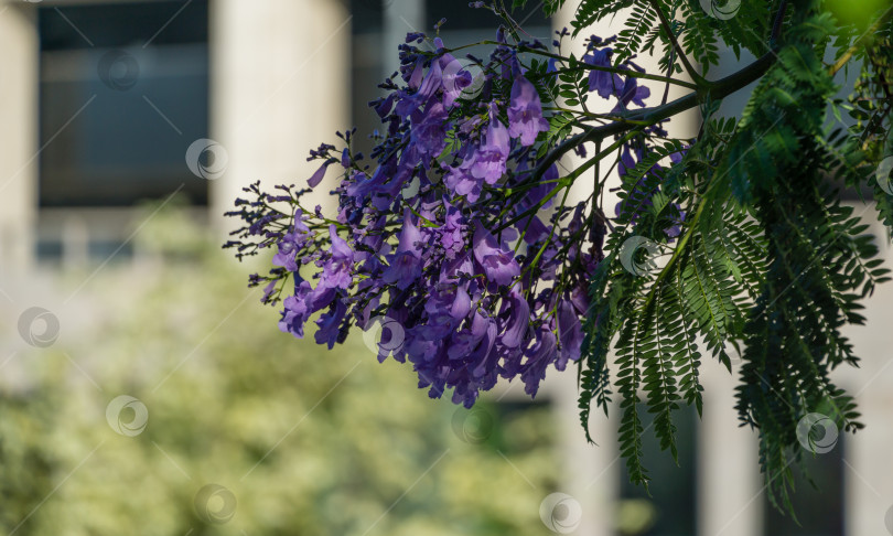 Скачать Фиолетовые цветы на ветке джакаранды (Jacaranda mimosifolia). Первое цветение на деревьях джакаранды в общественном ландшафтном парке "Краснодар" или "Парк Галицкого" в июне 2021 года фотосток Ozero