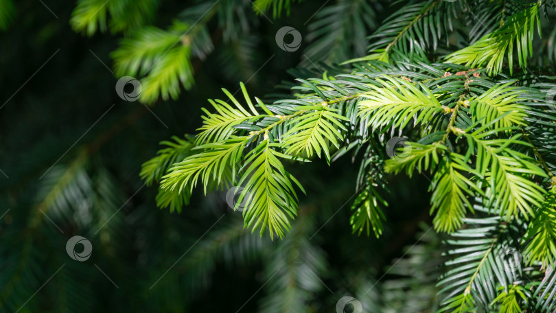 Скачать Китайский сливовый тис (Cephalotaxus fortunei) в дендрарии Парка южных культур в Сириусе (Адлер) Сочи. Крупный план новой ярко-зеленой листвы. Выборочный фокус. Концепция природы для дизайна фотосток Ozero