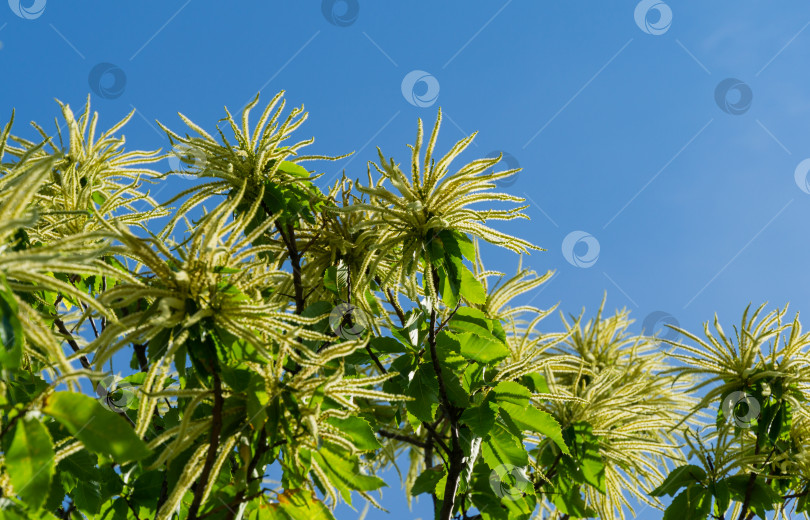 Скачать Цветы сладкого каштана (Castanea sativa). Крупным планом цветки сладкого каштана (испанского или просто каштанового) на фоне голубого неба в общественном ландшафтном городском парке Краснодара или парке Галицкого. фотосток Ozero