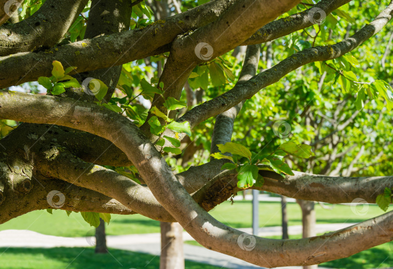 Скачать Крупный план деревьев Parrotia persica или персидского железного дерева с бежевыми ветвями в общественном городском парке Краснодара или "парке Галицкого". Солнечная весна 2021 фотосток Ozero