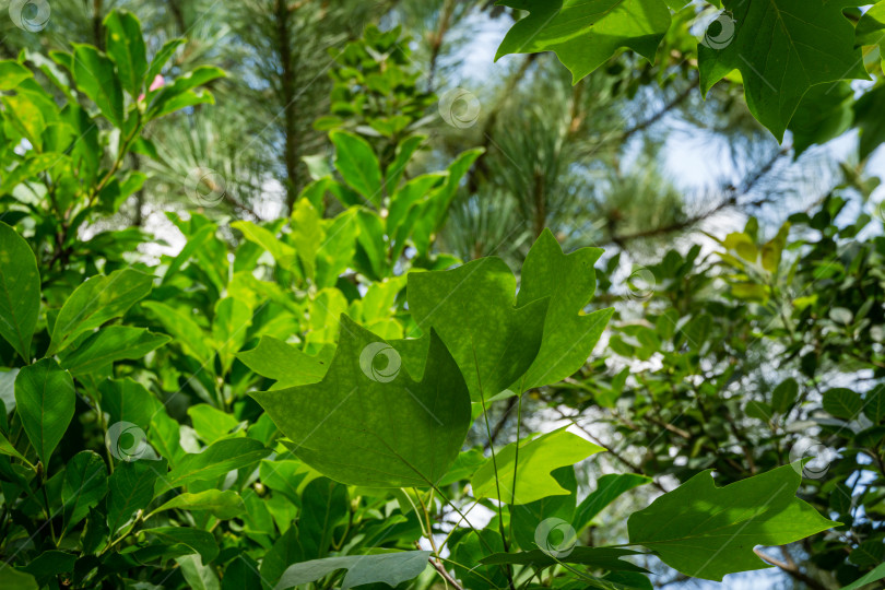 Скачать Зеленые листья Zanthoxylum americanum, колючего ясеня, дерева зубной боли, желтого дерева, земляники или сычуаньского перца в летнем саду на размытом зеленом фоне. Фон для свежих обоев, концепция фона природы фотосток Ozero
