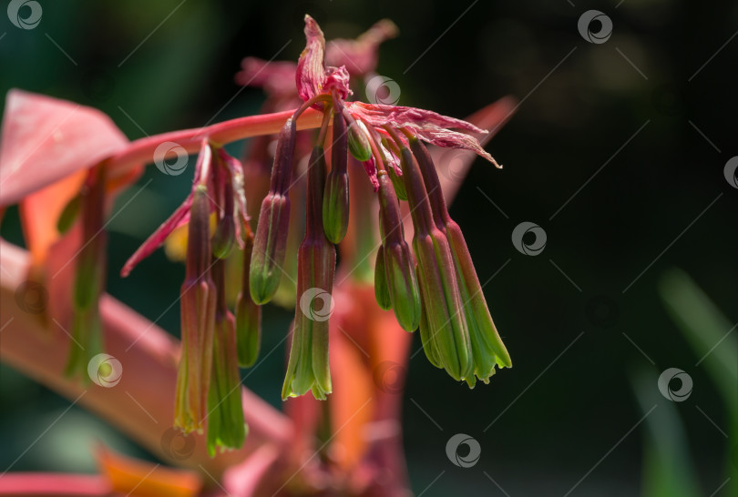 Скачать Цветущая Бешорнерия юккоидес (Beschorneria Yucca Leaved) в Адлерском парке курорта Сочи. Крупный план красного соцветия Бешорнерии юккоидес. Семейство суккулентных растений Asparagaceae подсемейство Agavoideae фотосток Ozero